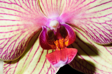 close-up of the heart of an Orchid with bright colours