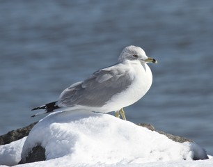 Seagull Studies 12