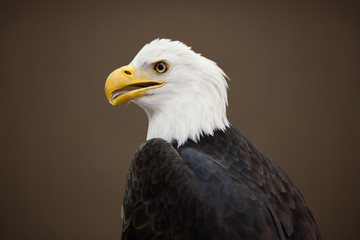 Obraz premium Portrait of eagle.