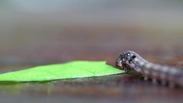 Caterpillar eating green leaf on wooden table. the larva of a butterfly or moth.
