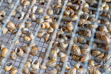 Abandoned snail shells