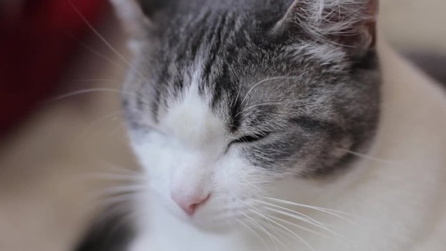 the cat is very delicious eats