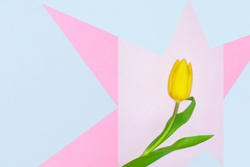Multi-colored pastel paper pattern with natural live flower yellow Tulip, abstract copy space background