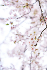 桜　開花