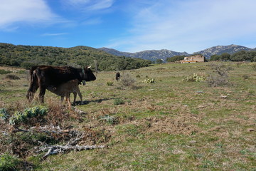 Fototapeta na wymiar Cows near an abandoned farm in the pasture of the Albera massif, Spain, Catalonia, Alt Emporda, Girona