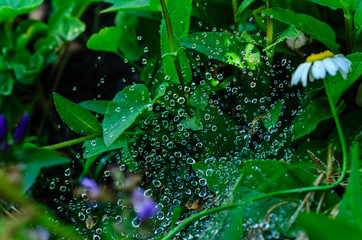 Fototapeta na wymiar Water droplets on a spider web early in the morning