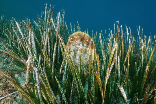 Underwater a mollusc noble pen shell, Pinna nobilis, with neptune grass, Mediterranean sea, Cap de Creus, Costa Brava, Spain
