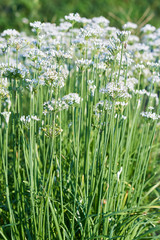 ニラの栽培　開花