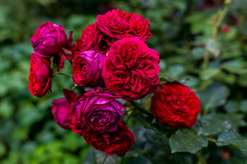 Róże  © Pawel Gruntowicz