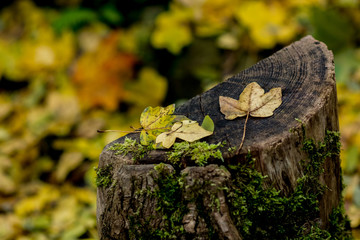 Liście  © Pawel Gruntowicz