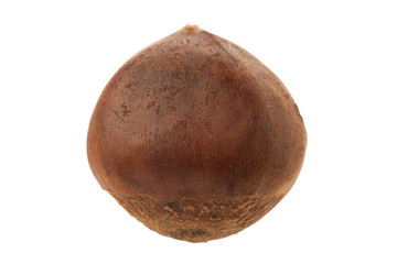 chestnut isolated