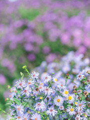 Small blue asters in the garden.