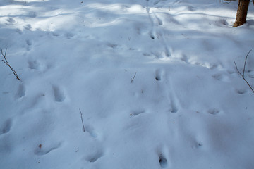 animal tracks in the snow