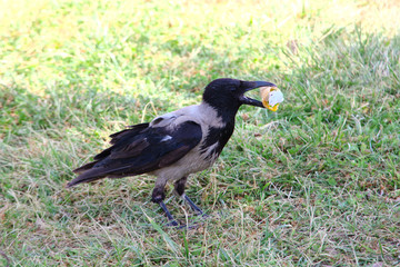 The crow eats ice cream in a waffle horn