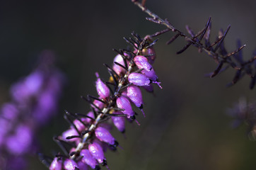 Macro Natura