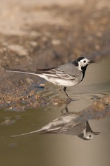 White Wagtail Motacilla alba with reflection on water