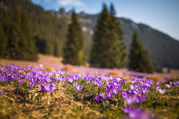 Spring in Tatra Mountains