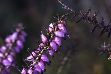 Macro Natura