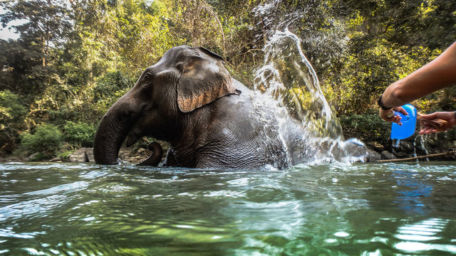 wild elephant playing and bathing in the water or a river 
