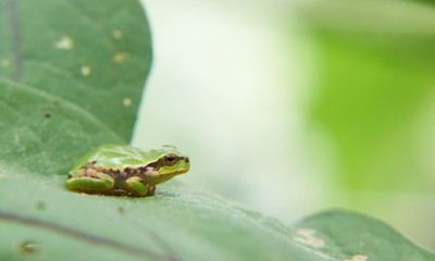 ニホンアマガエル