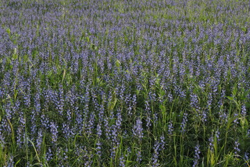 Blue and violet flowers © E-lona