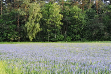 Fields od blue and violet flowers © E-lona