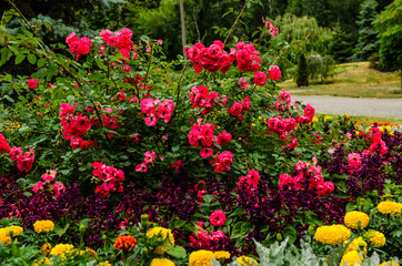 Fototapeta na wymiar Rose bush on flowerbed in the park