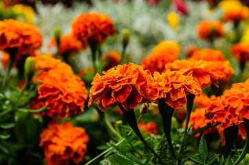 Mexican marigolds (Tagetes erecta, Aztec marigold) on a flowerbed