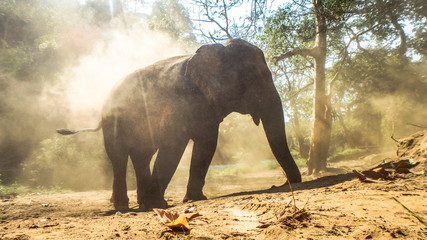 Fototapeta na wymiar wild elephant playing with sand in the jungle of thailand