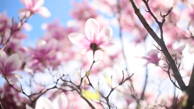 Beautiful flowering magnolia tree. Springtime outdoor scene
