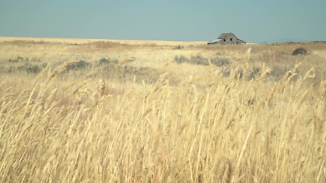 Wheatfield and Buildings, Creston, Washington State 4K. UHD. A wheat field and abandoned barn in Washington State, USA. 4K, UHD,
