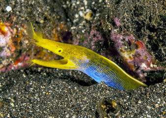 ribbon eel,Rhinomuraena quaesita