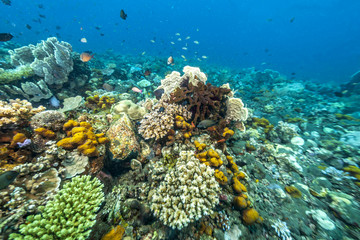 Naklejka na ściany i meble Coral reef off coast of Bali