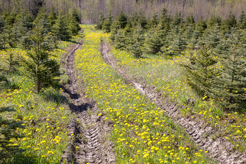 Young, green fir-trees. A farm in the wood. Plantation of fir-trees.