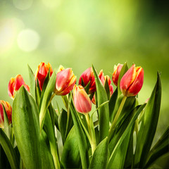 fresh tulips flowers 