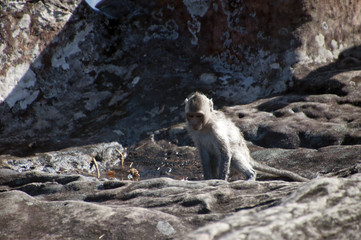 Dangrek Mountains Cambodia, juvenile monkey near pool in the grounds of the 11th century Preah Vihear Temple complex