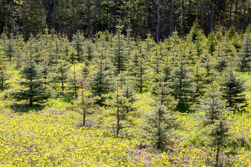 Young, green fir-trees. A farm in the wood. Plantation of fir-trees.