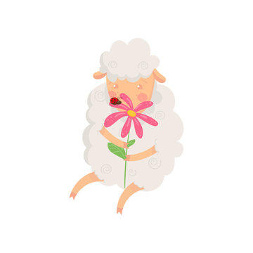 Adorable fluffy sheep sitting and smelling flower. Cartoon character of domestic animal with shiny eyes and pink cheeks. Flat vector design for children book or print