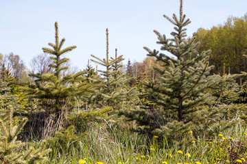 Young, green fir-trees. A farm in the wood. Plantation of fir-trees.