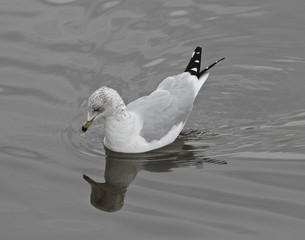 Seagull Studies 10