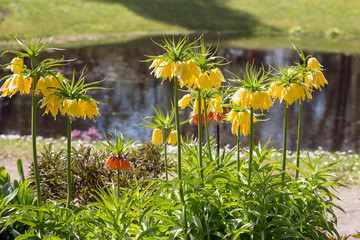 Fritillaria imperialis.Kaiser's crown