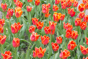 Tulip. Beautiful bouquet of tulips. colorful tulips. tulips in spring,colourful tulip