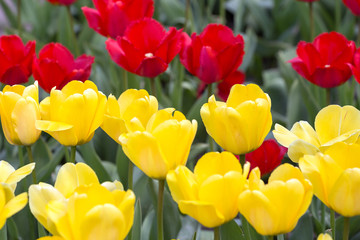 Tulip. Beautiful bouquet of tulips. colorful tulips. tulips in spring,colourful tulip