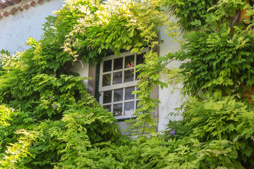 Fototapeta na wymiar Ancient Portuguese window, overgrown with foliage.