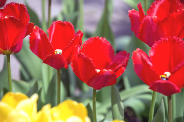 Tulip. Beautiful bouquet of tulips. colorful tulips. tulips in spring,colourful tulip