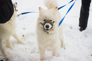 Dogs are playing and running in the snow.