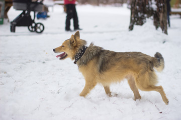Dogs are playing and running in the snow.