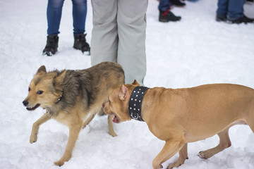 Dogs are playing and running in the snow.