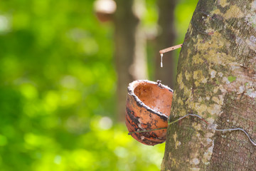 Milky latex droping from rubber tree into plastic bowl