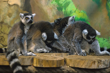 A huddle of ring tailed lemurs